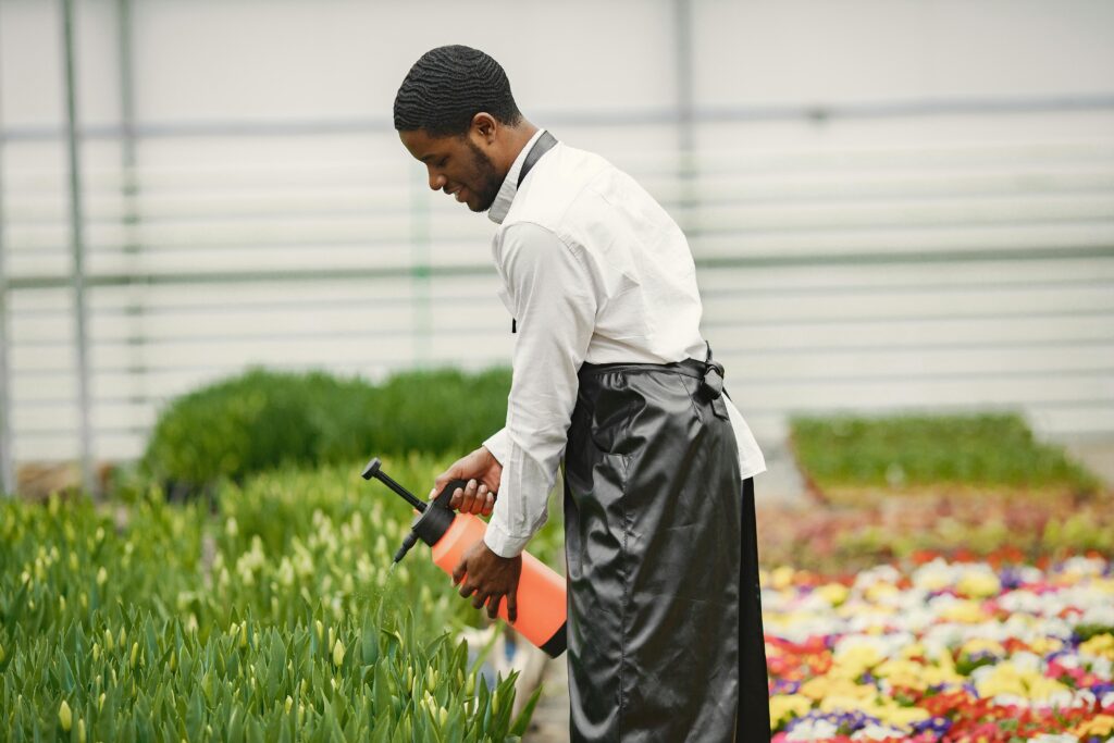 African American man tending colorful flowers with watering can in greenhouse.